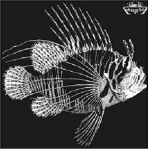 Various Artists (Concept albums & Themed compilations) Strange Fish Three album cover