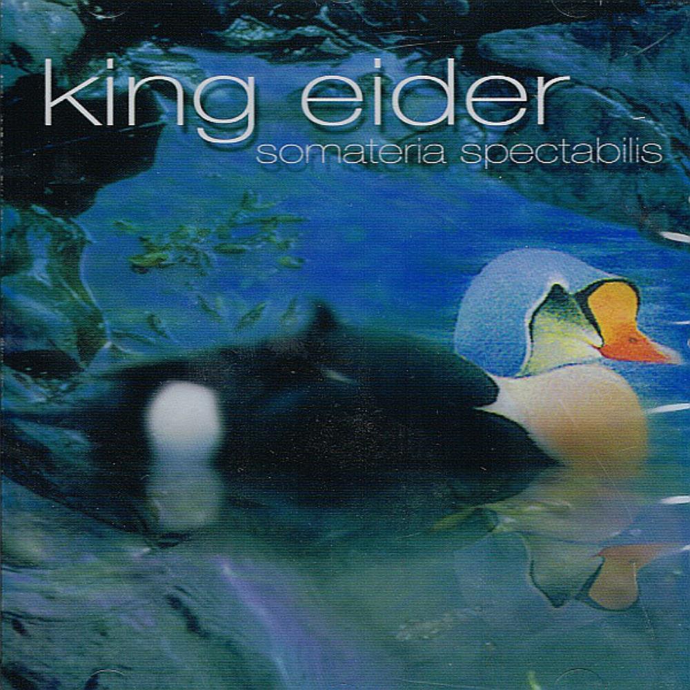 King Eider Somateria Spectabilis album cover