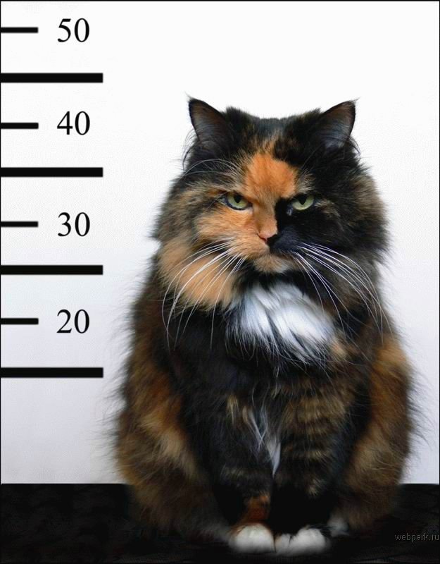 INFOCAT forum's avatar