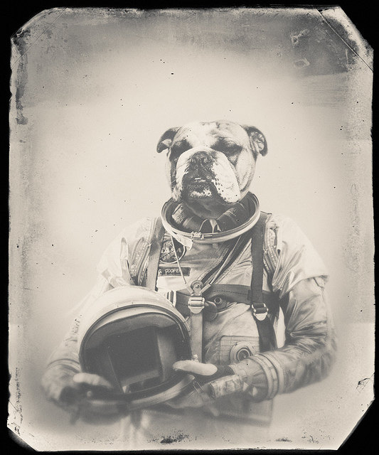 SILLY PUPPY forum's avatar