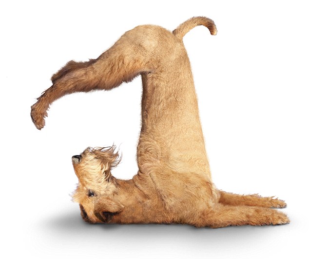 SILLY PUPPY forum's avatar