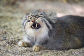 MANUL forum's avatar