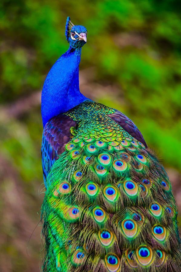 Peacock Feather