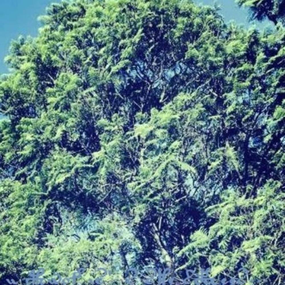 Q'uq'umatz - I Know it's the Trees CD (album) cover