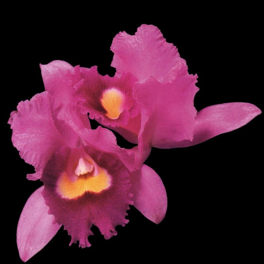 Opeth Orchid album cover