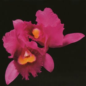 Opeth Orchid album cover