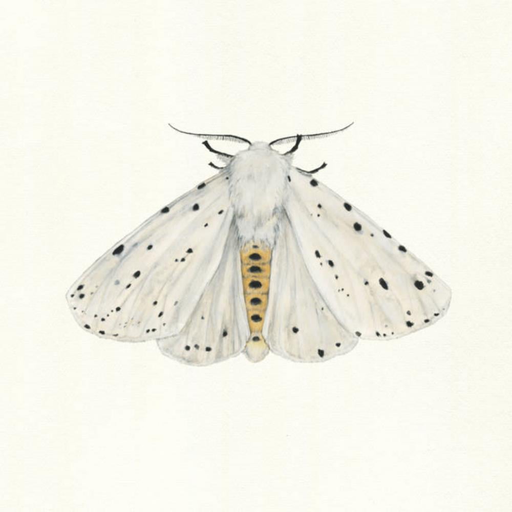 Danefae Natsvrmer album cover