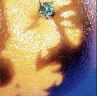 PhishPicture of Nectar album cover Phish Picture of Nectar album cover