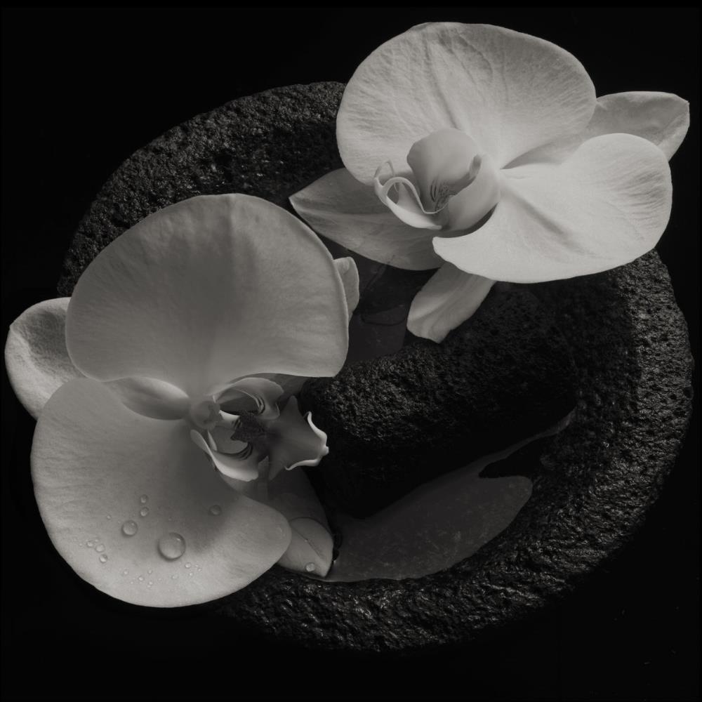 Mike Patton Mike Patton & Jean-Claude Vannier: Corpse Flower album cover