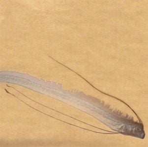Marble Sheep - Message From Oarfish CD (album) cover