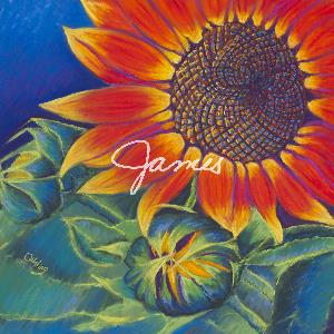 Lowercase Noises - James CD (album) cover