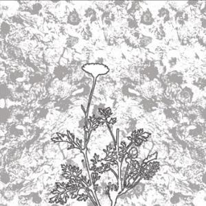 Titan The Chrysanthemum Pledge album cover