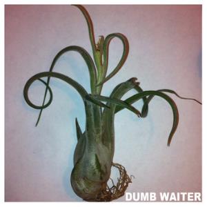 Dumb Waiter - Is This Chocolate? CD (album) cover