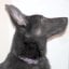 PROG DOG forum's avatar