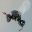 CYNIPS forum's avatar