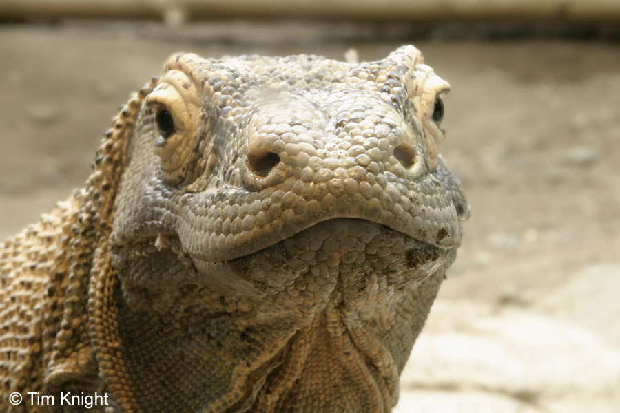 KOMODO DRAGON forum's avatar