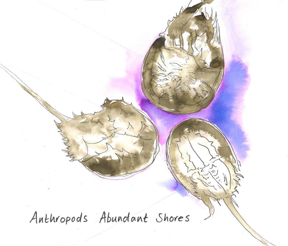 Anthropods - Abundant Shores CD (album) cover