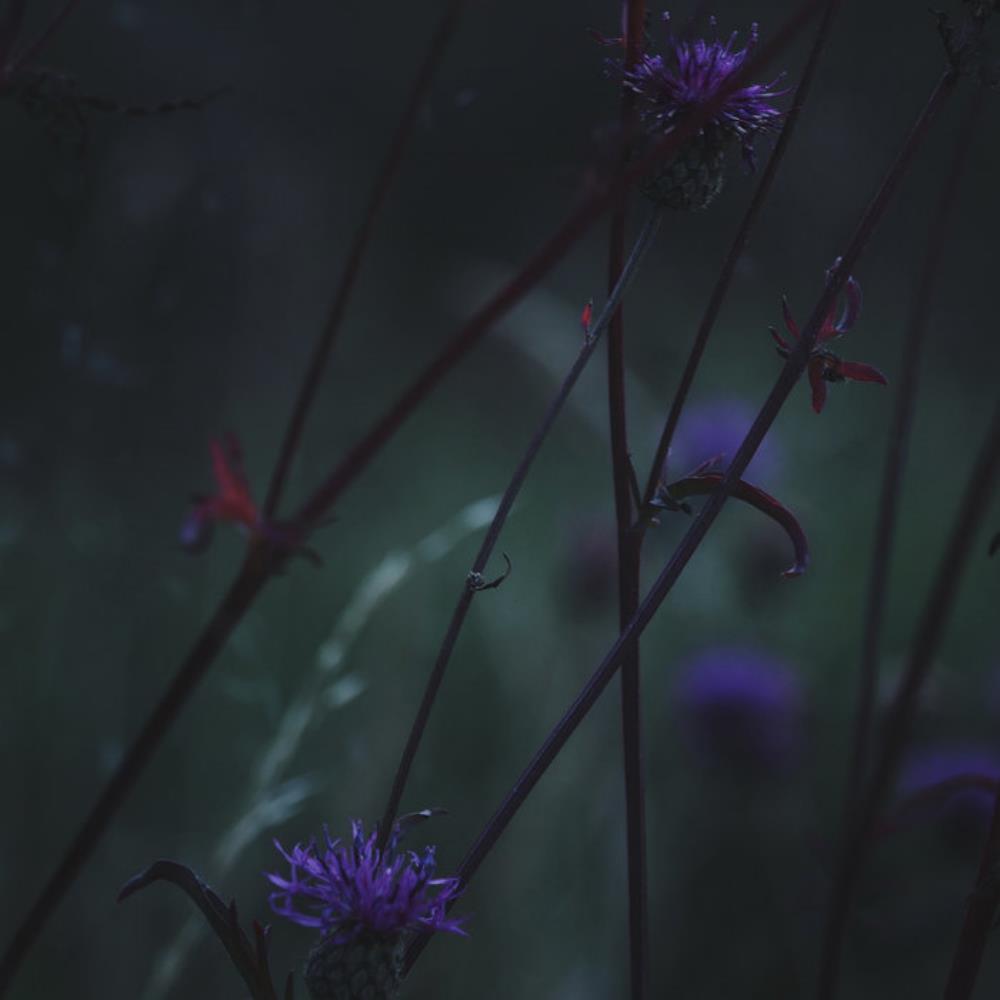  The Weatherman Is Wrong by GADADU album cover