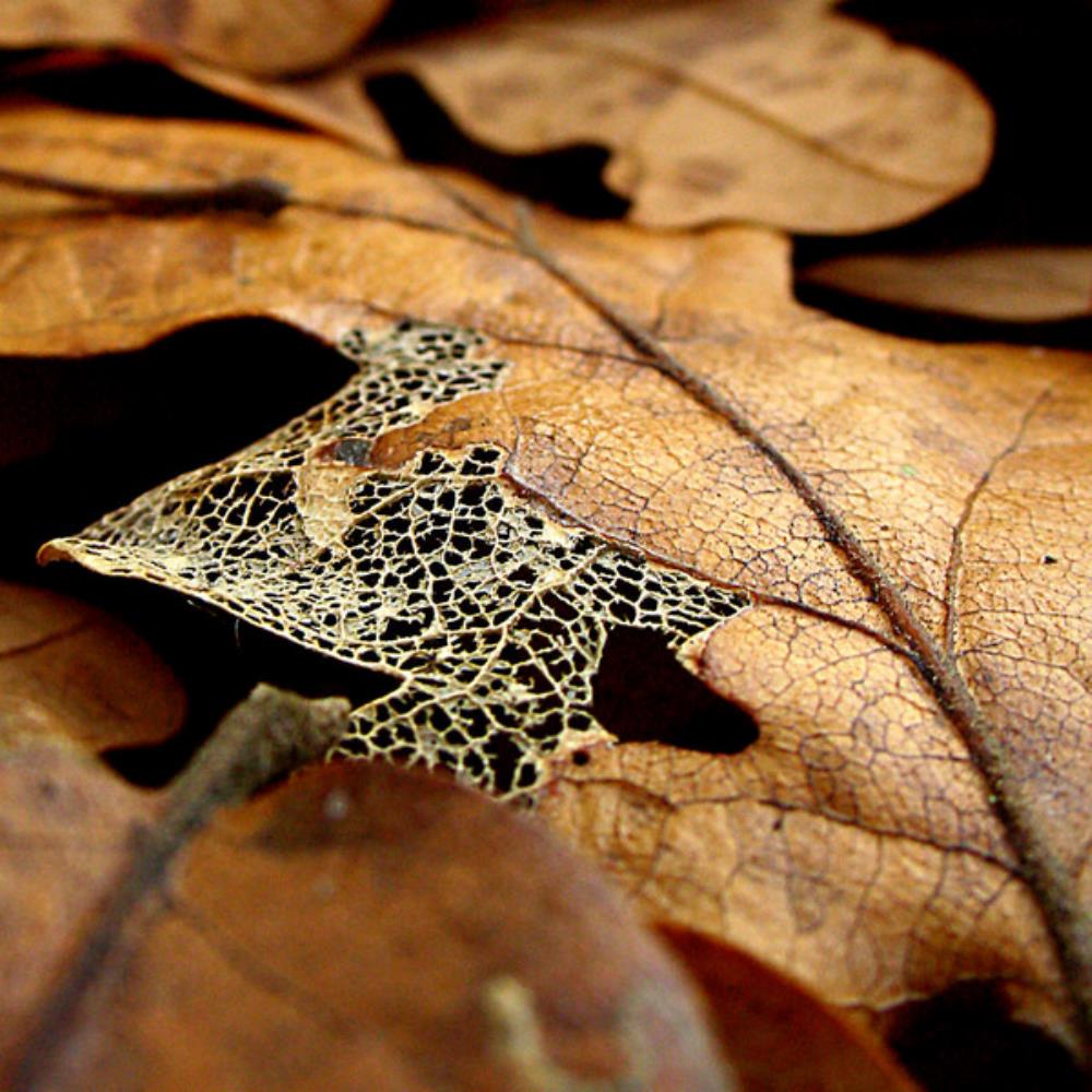 Agalloch Where Shade Once Was album cover