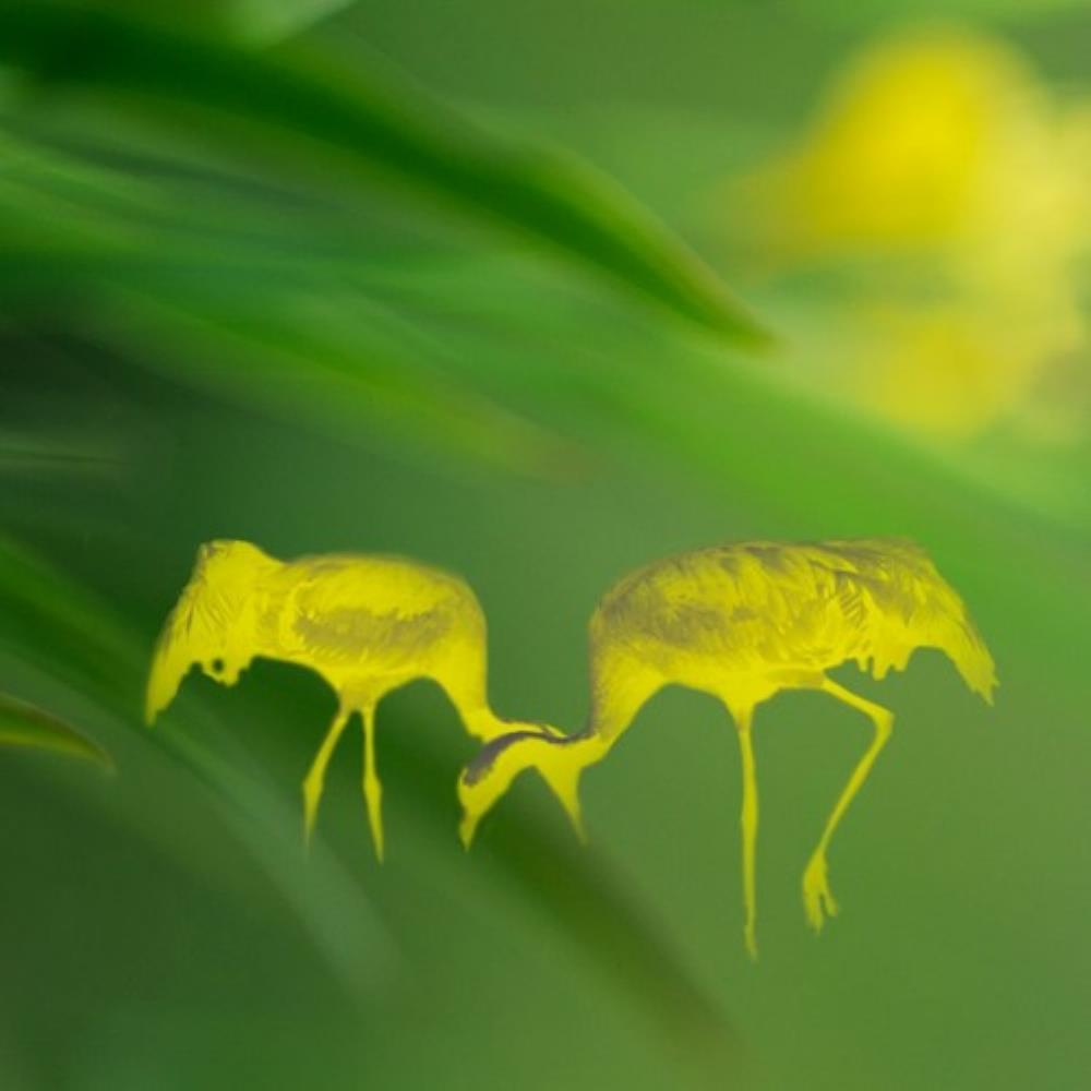 Verde - Merikurjet CD (album) cover
