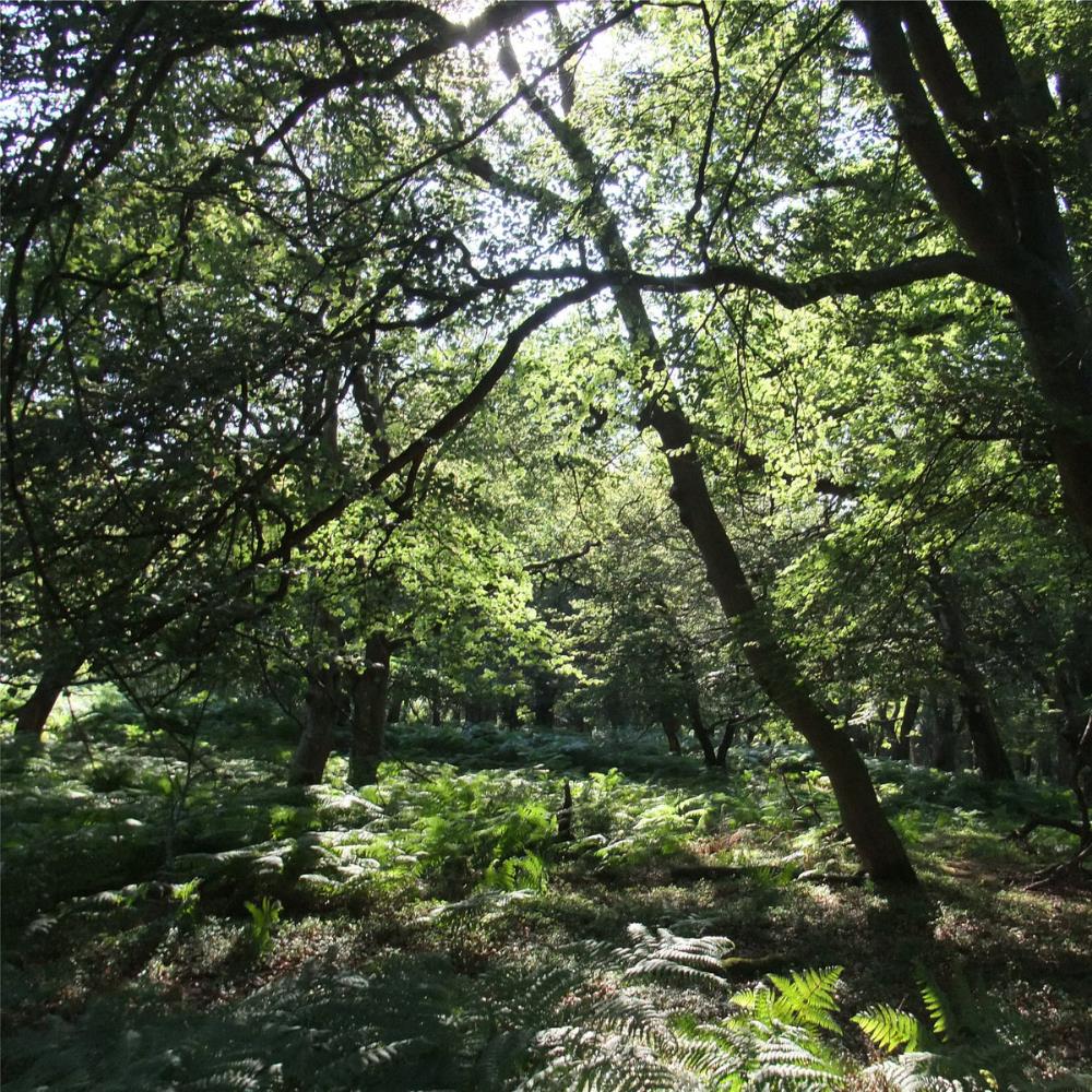 Afforested - Surviving Remnants of the Medieval Greenwood CD (album) cover